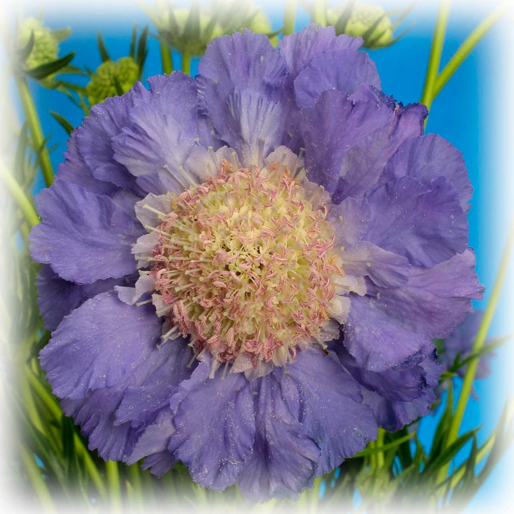 LILAC SCABIOSA. An original photograph by Chris Rose. Image size: 31cm x 31cm. For Sale: £15