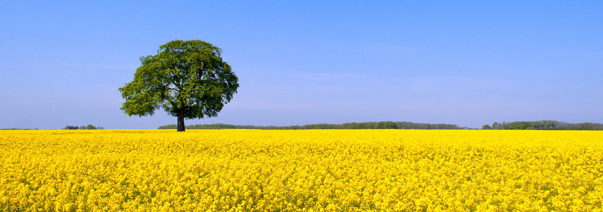 CALCOT TREE PANORAMA An original photograph by Chris Rose. Image size: 16cm x 47cm. Mount size: 27cm x 58cm. FOR SALE £29.