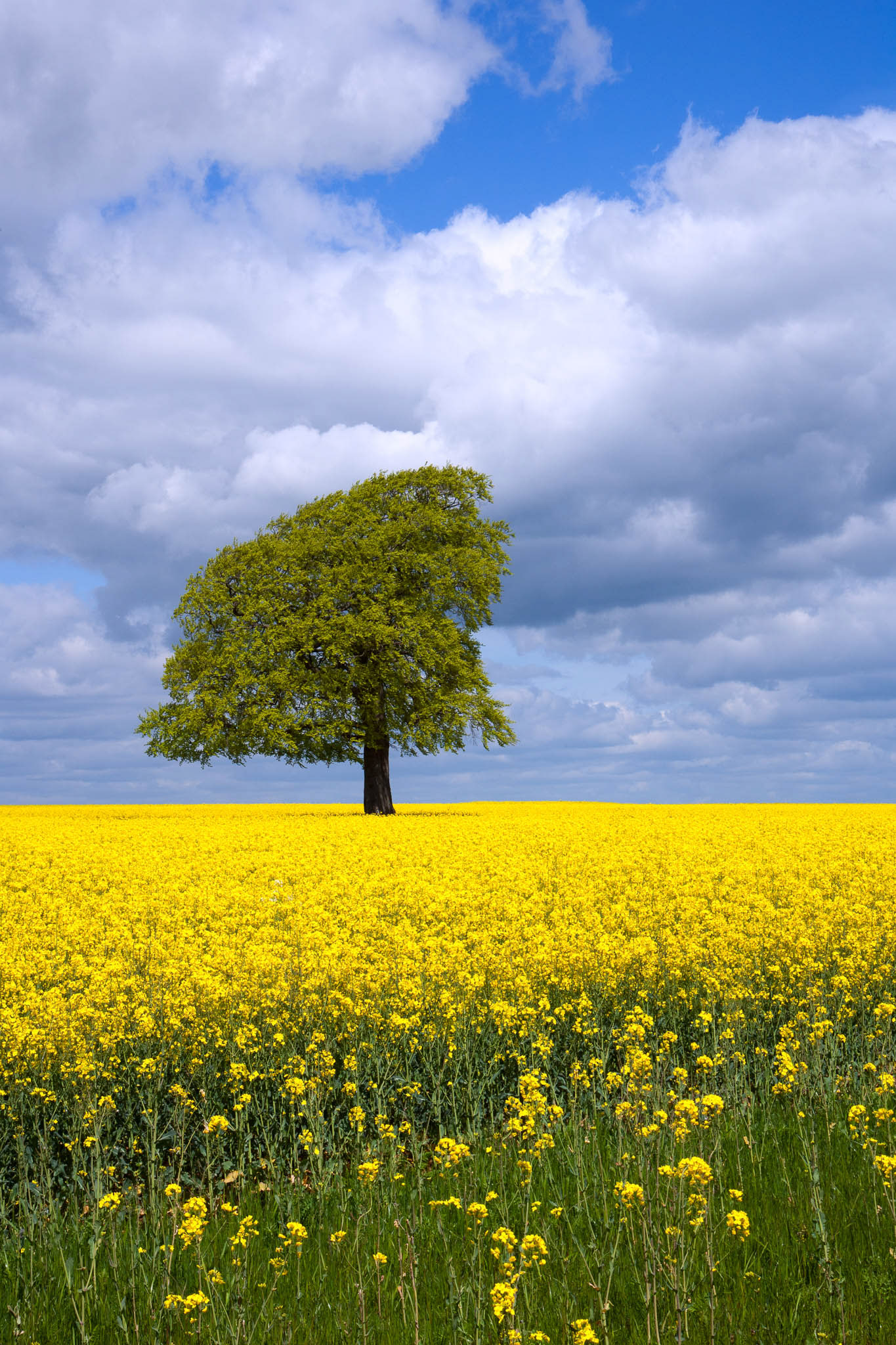 HAZELCOTE FARM. An original photograph by Chris Rose. Image size: 29cm x 18cm. Mount size: 40cm x 30cm. FOR SALE £19.