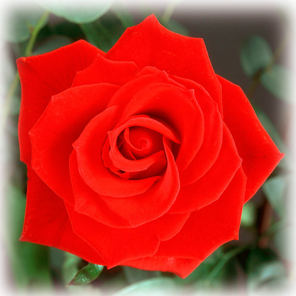 RED ROSE. An original photograph by Chris Rose. Image size: 31cm x 31cm. For Sale: £15