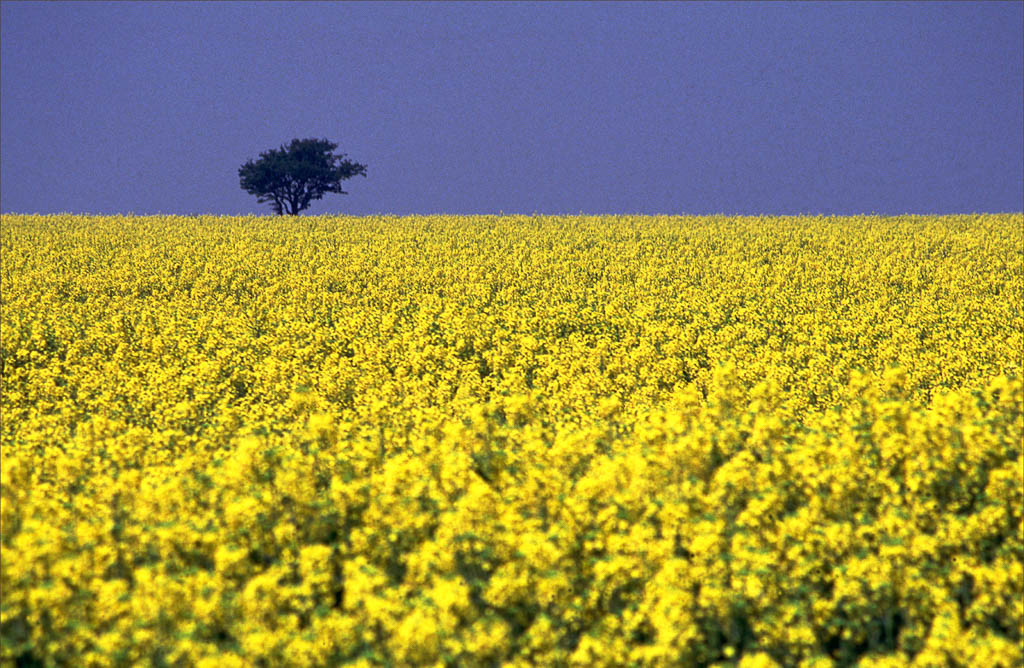OILSEED RAPE NEAR CHALFORD. An original photograph by Chris Rose. Image size: 29cm x 44cm. For Sale: £18