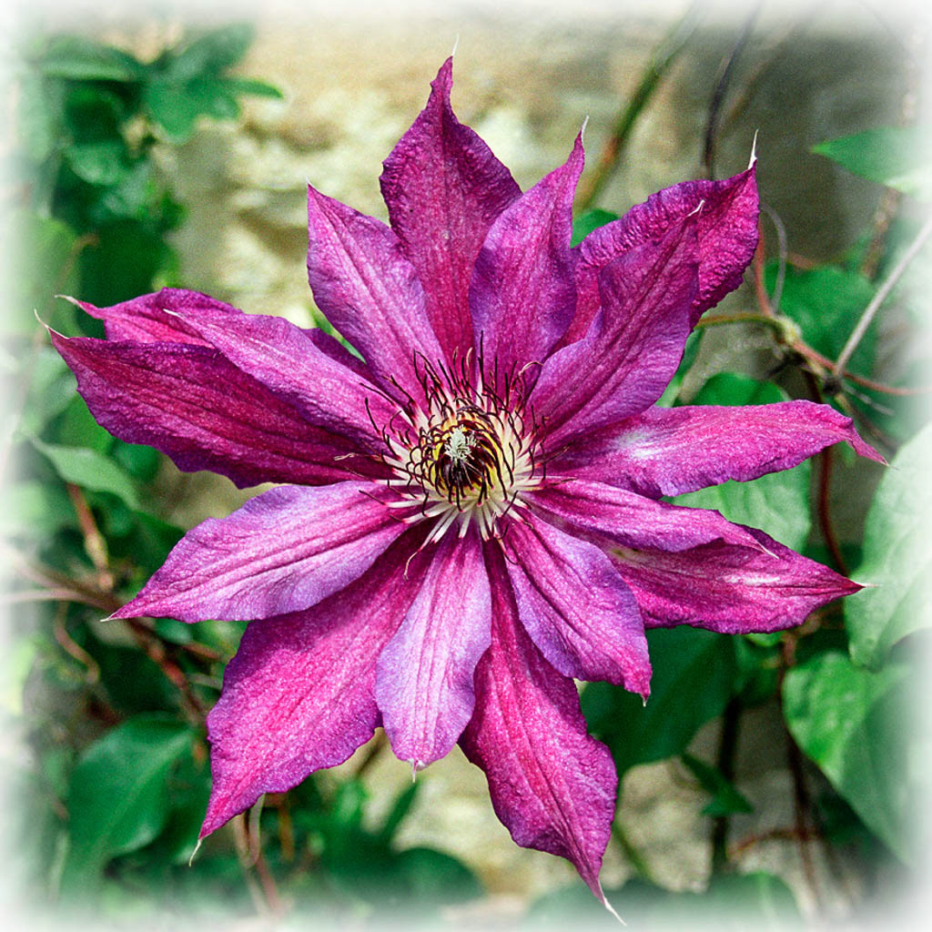 PURLE CLEMATIS. An original photograph by Chris Rose. Image size: 31cm x 31cm. For Sale: £15