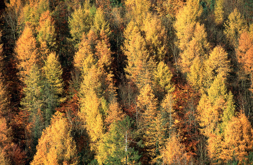 AUTUMN HILLSIDE. An original photograph by Chris Rose. Image size: 29cm x 44cm. For Sale: £18