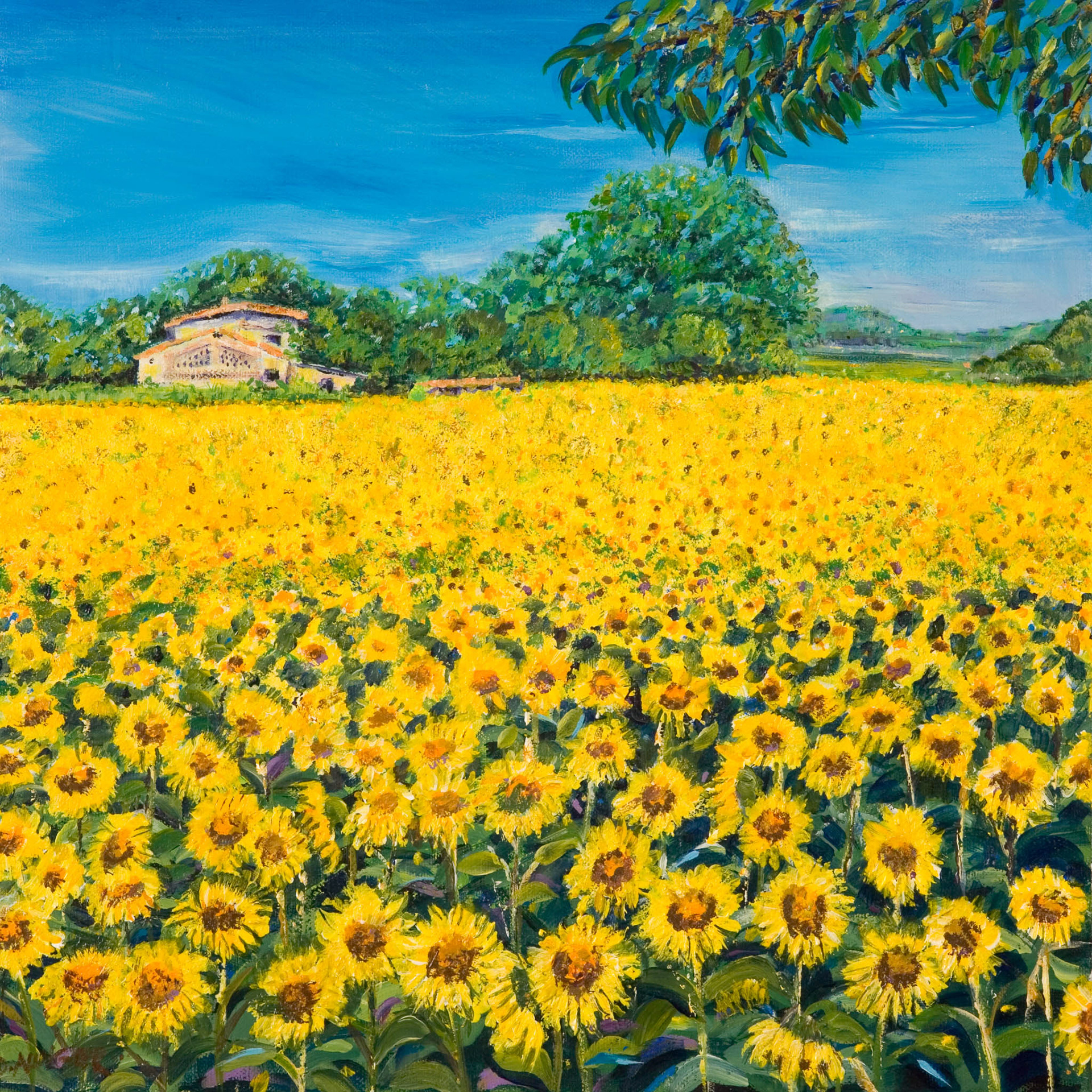 CEZAN SUNFLOWERS. x2. From an original painting by Diana Aungier-Rose. Picture size: 29cm x 29cm. Mount size: 50cm x 50cm. FOR SALE: £29.