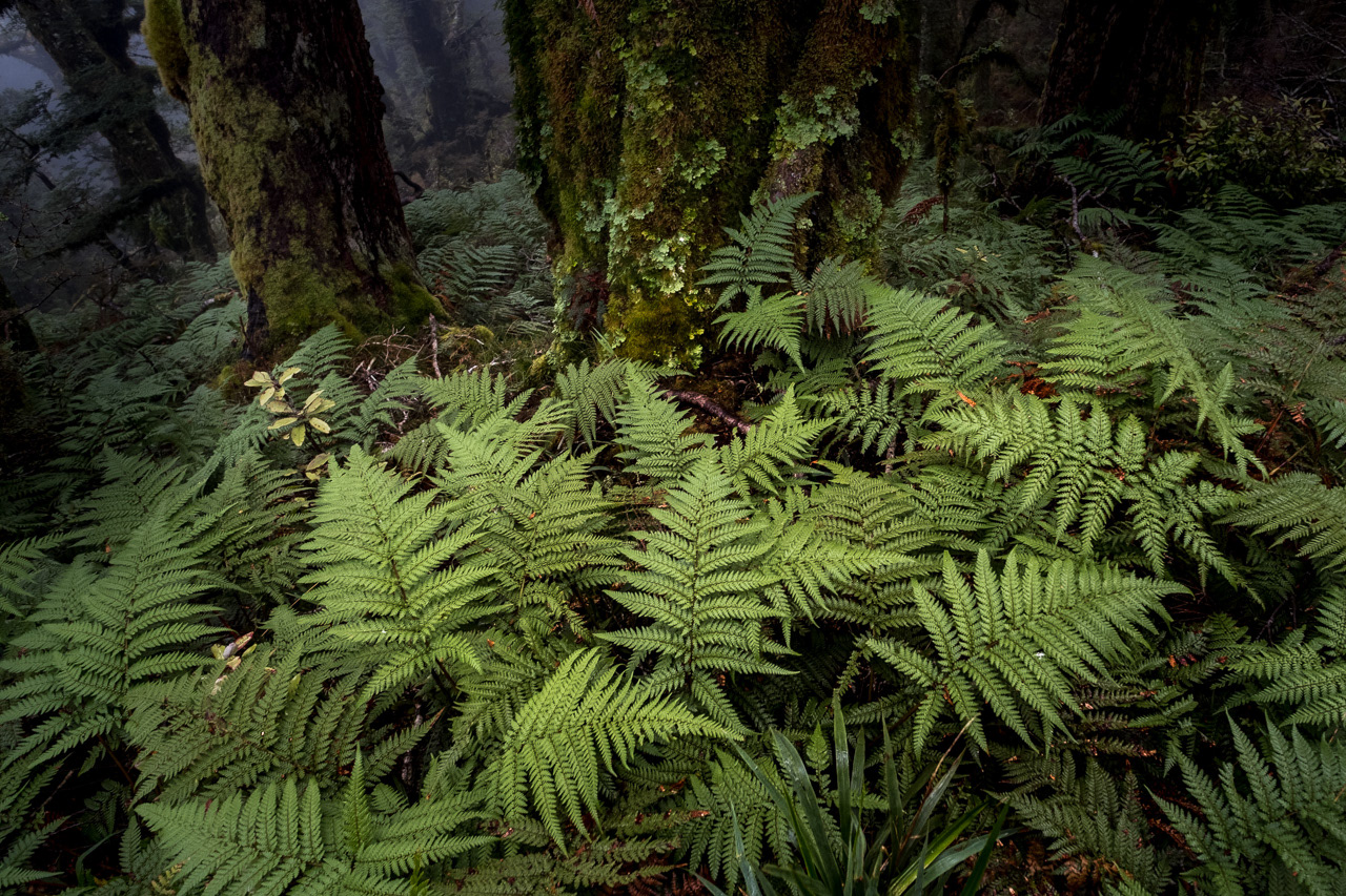 Fernery, Lake Waikaremoana