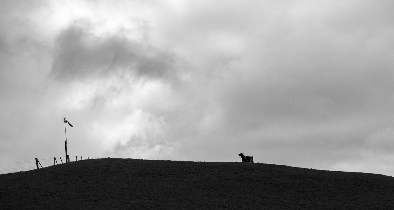 Cow Checking Wind Direction, Rotorua