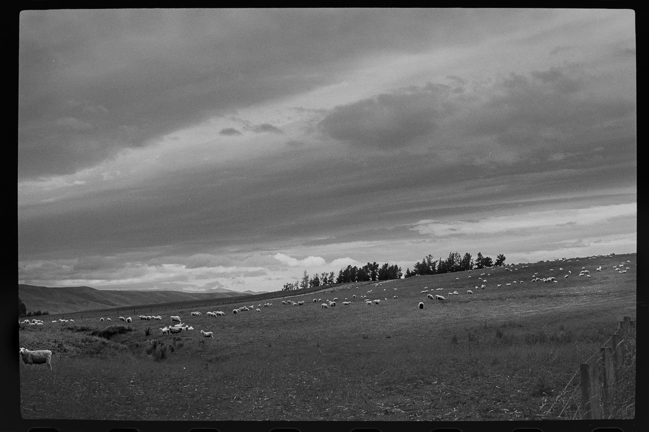 The same sheep I photographed on Day 1