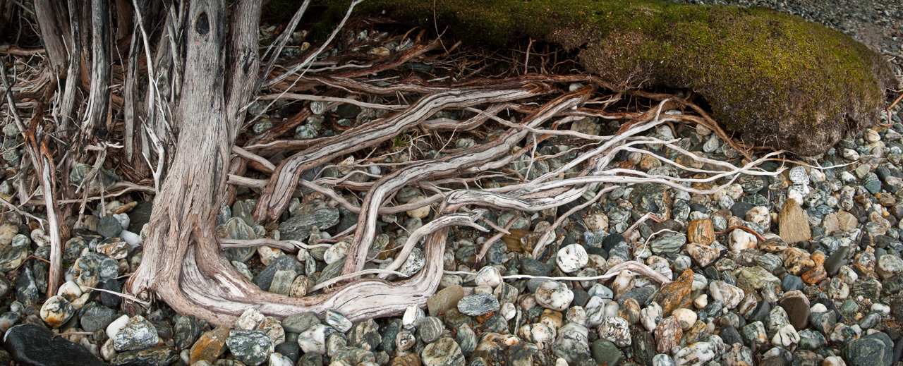 Exposed Tree Roots, Lake Wanaka