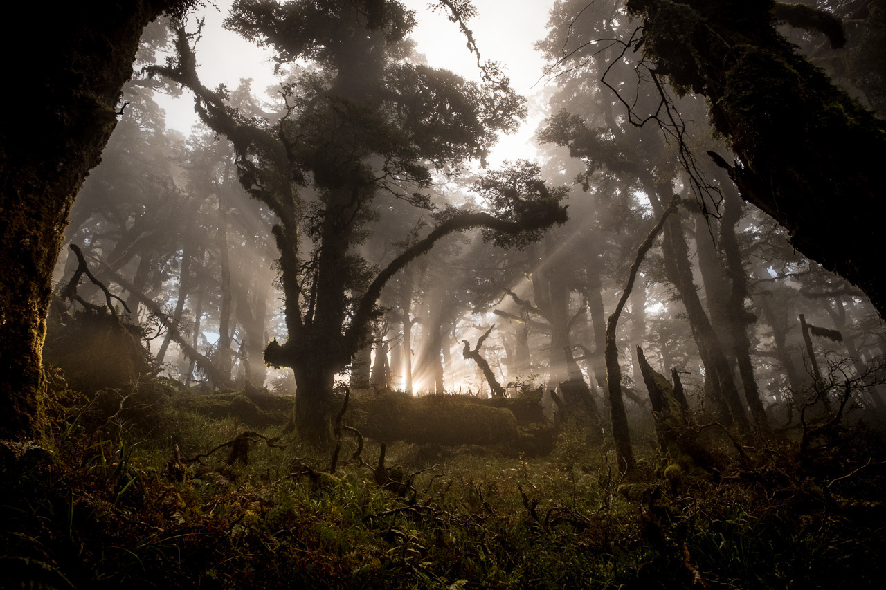 Cloud Forest, Lake Waikaremoana