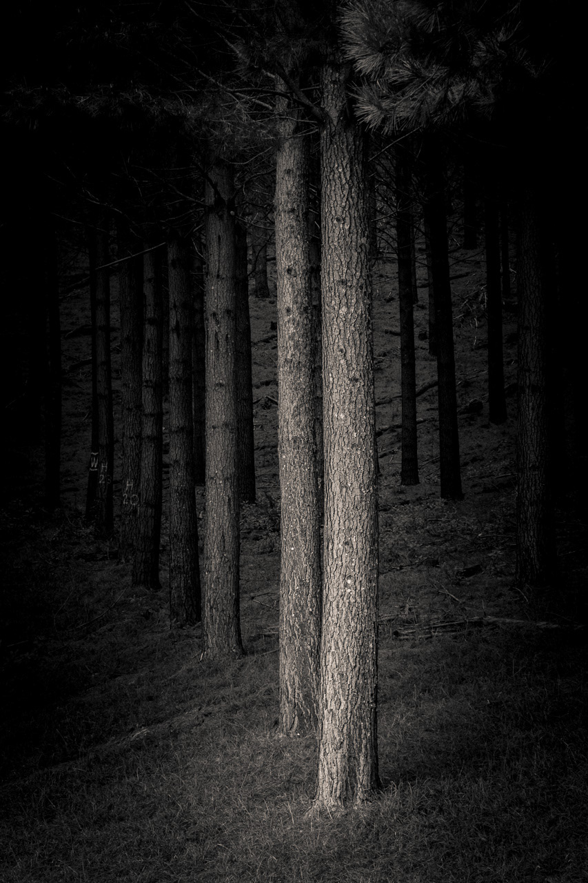 Pine Plantation, Manawatu