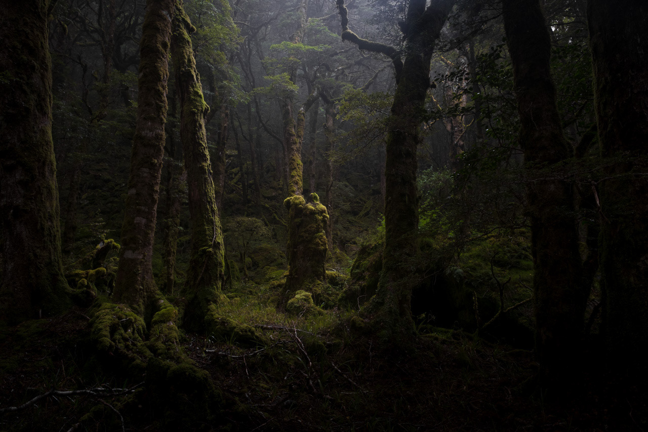 Old Stump, Kahurangi National Park