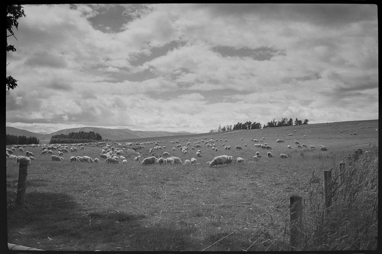 Sheep
