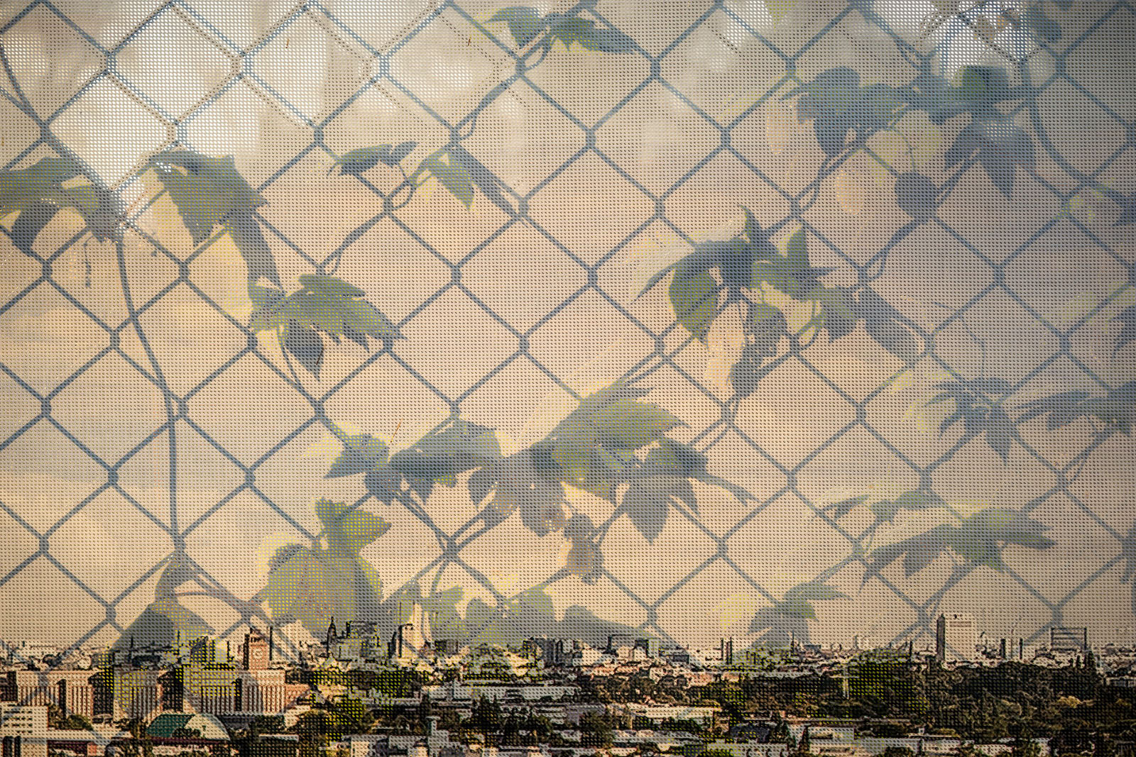 Urban Jungle, Nowhere, Everywhere | 17:47:07