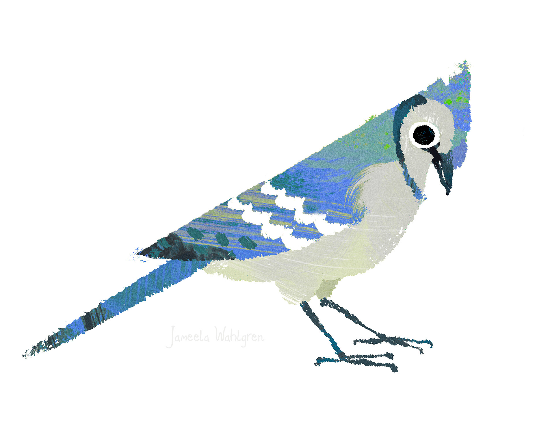 Blue Jay Bird Clip Art Set