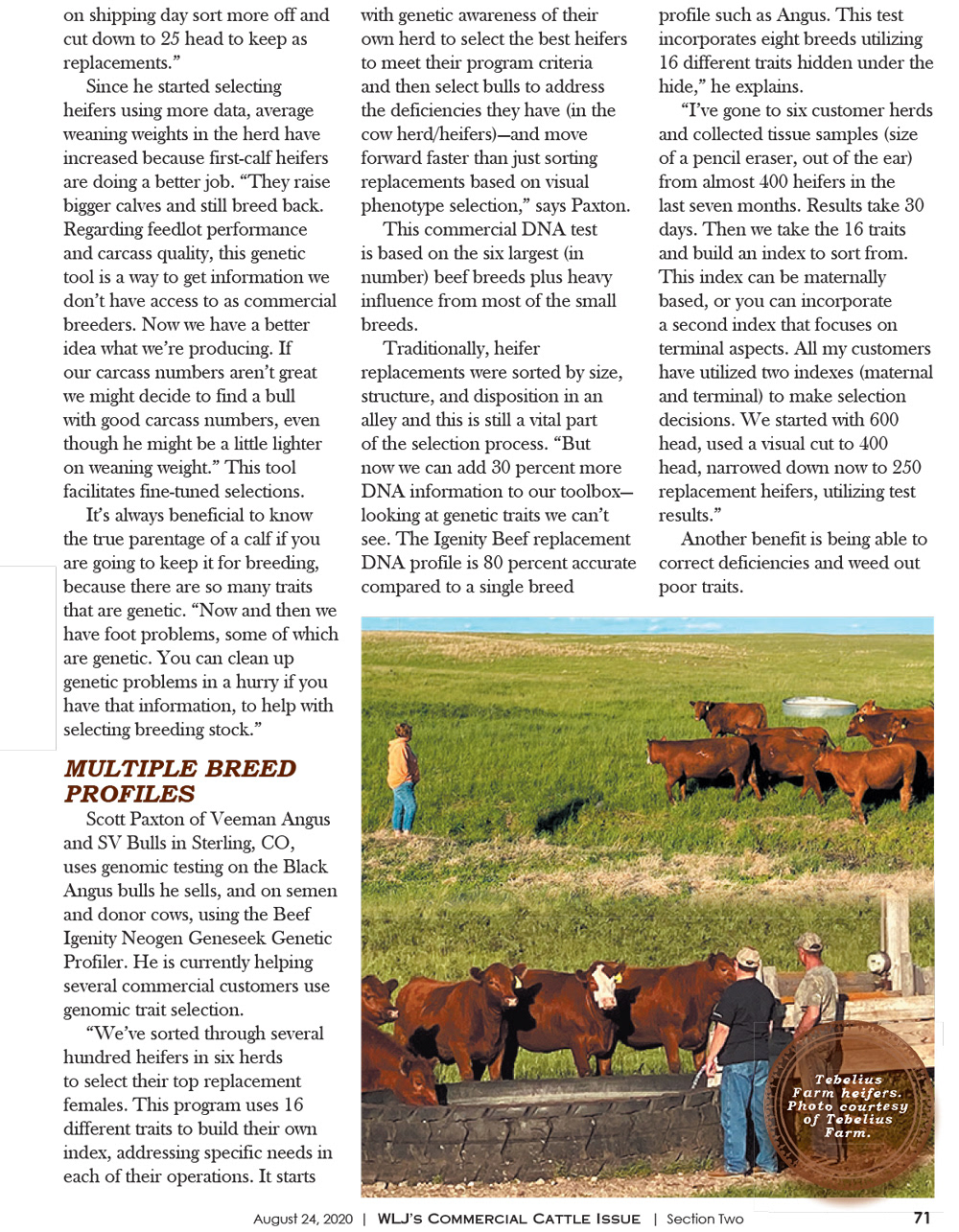 2020 Commercial Cattle Magazine - Editorial Layout
