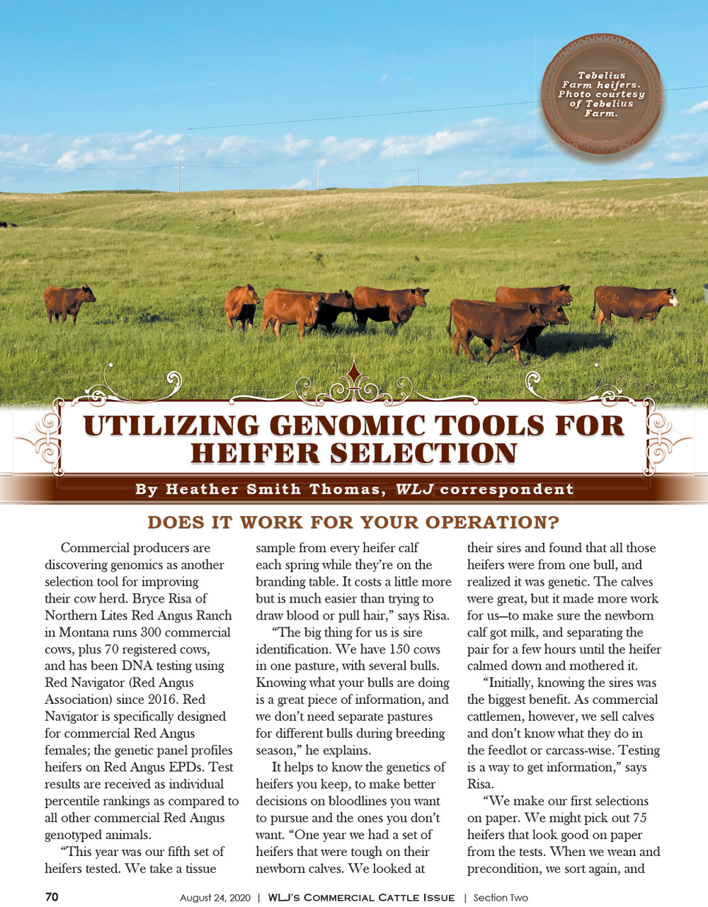2020 Commercial Cattle Magazine - Editorial Layout