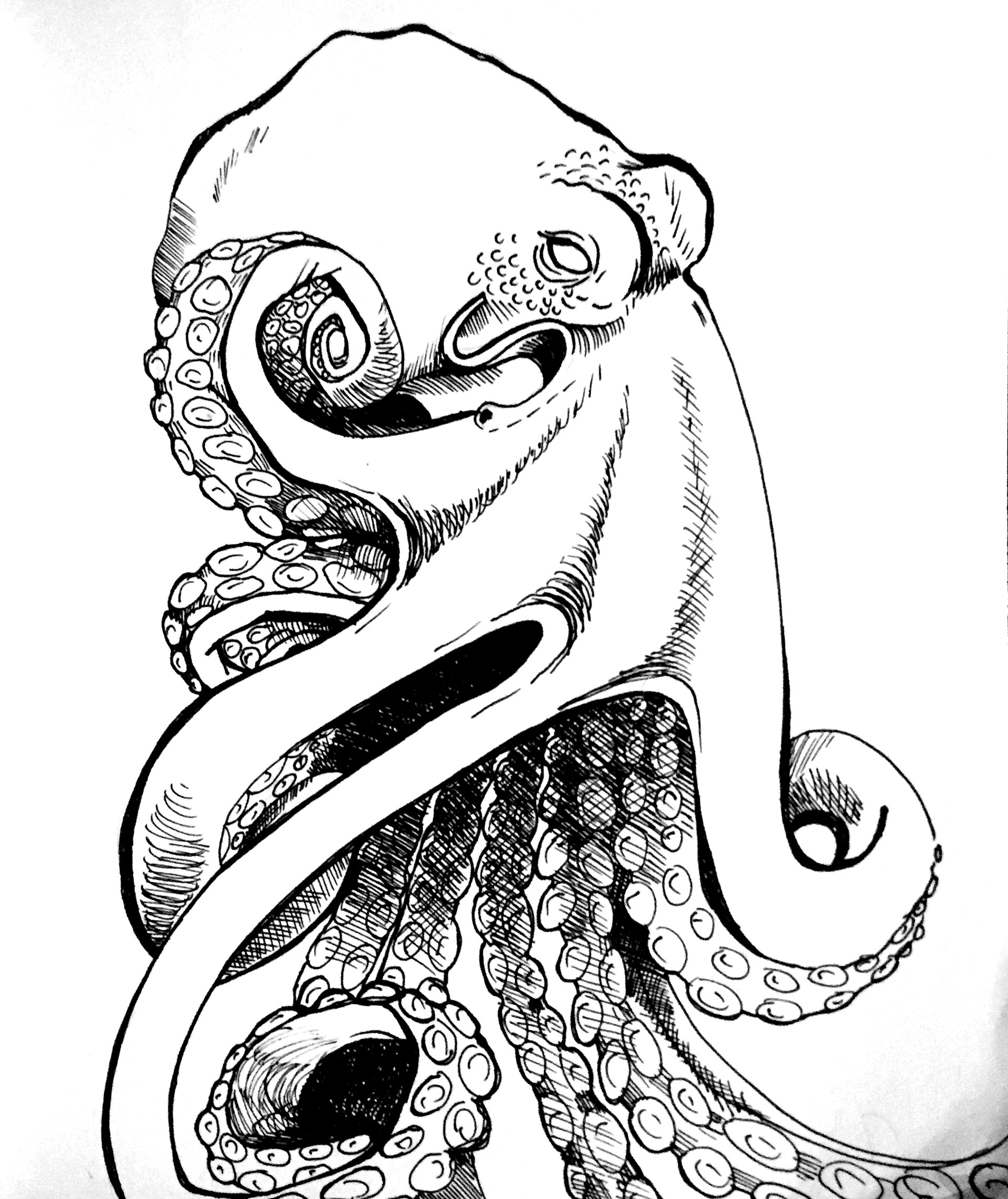 Octopus