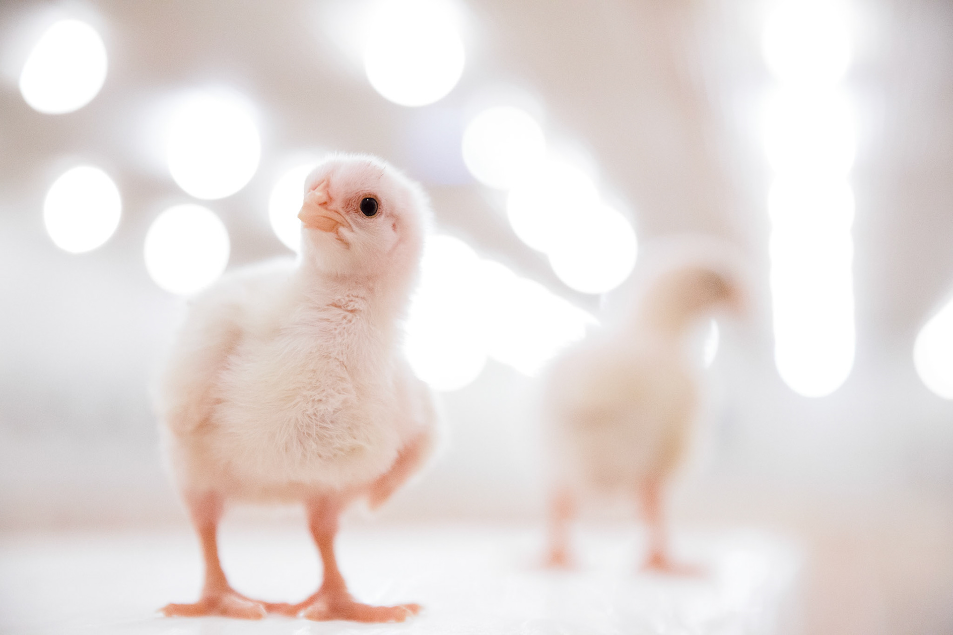 Felleskjøpet - Trøndelag 2016