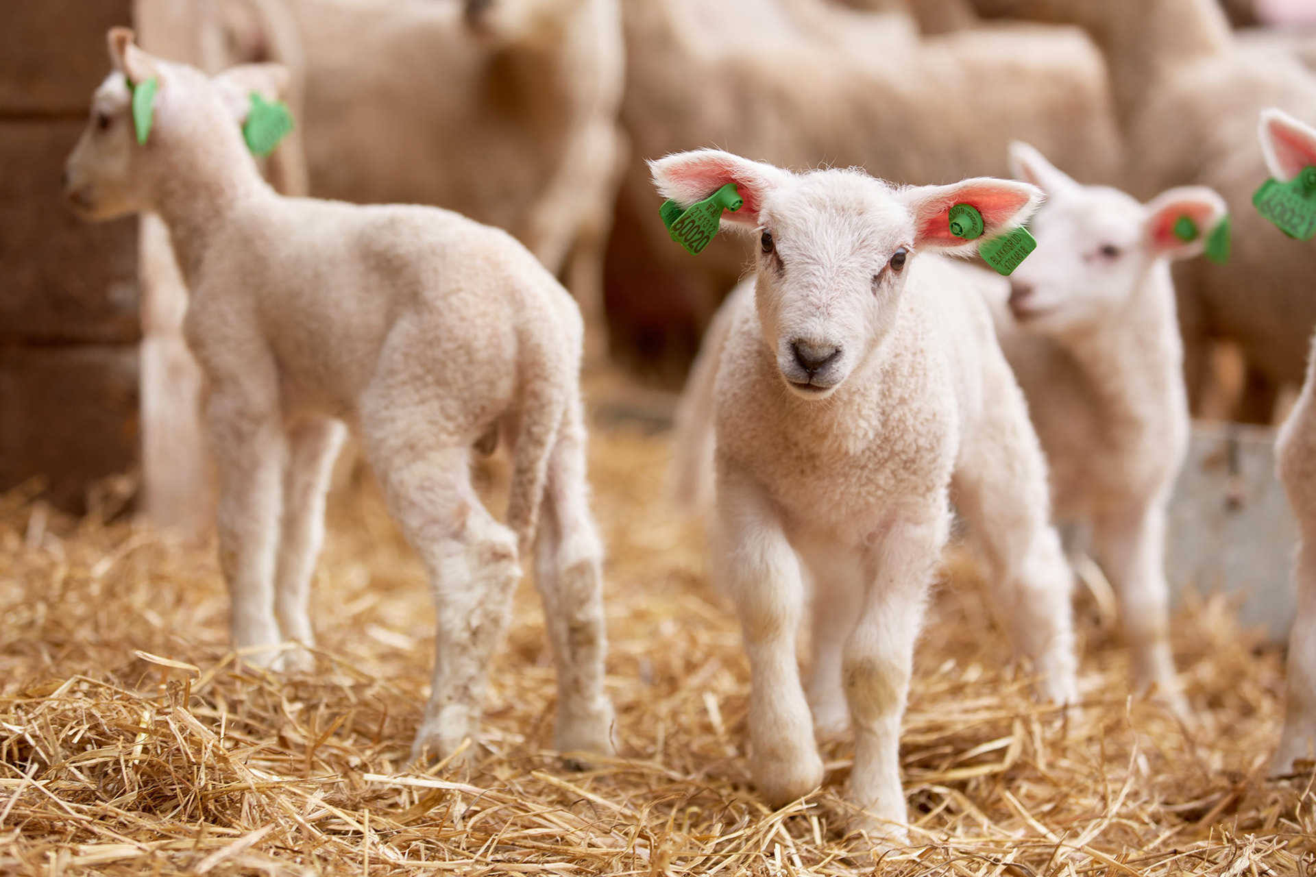 Corporate photography on agriculture in Norway