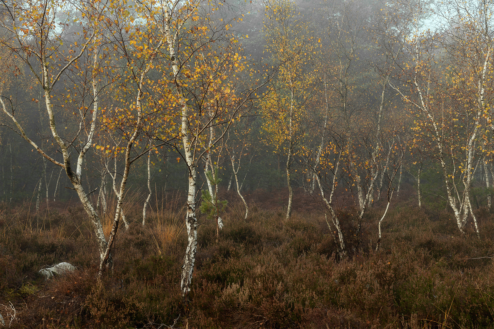 Forêt de Fontainebleau