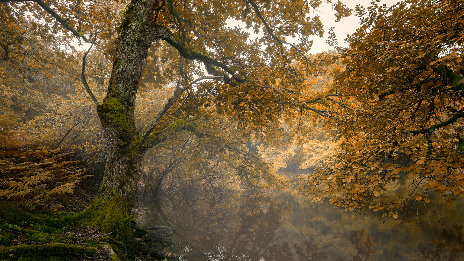 Parc Naturel Régional du Morvan