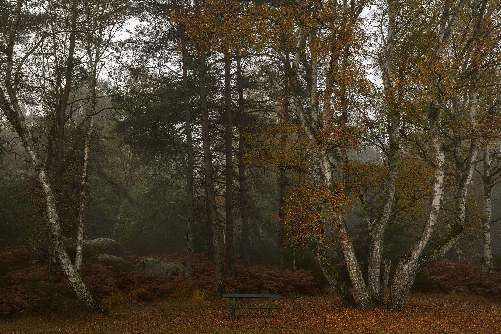 Forêt de Fontainebleau