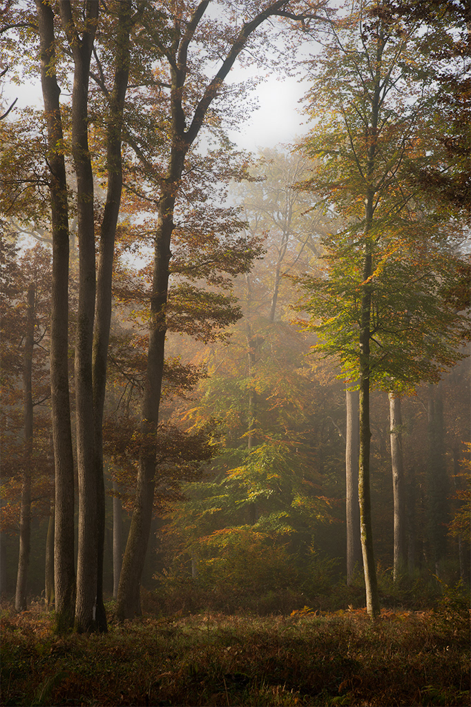 Forêt de Fontainebleau
