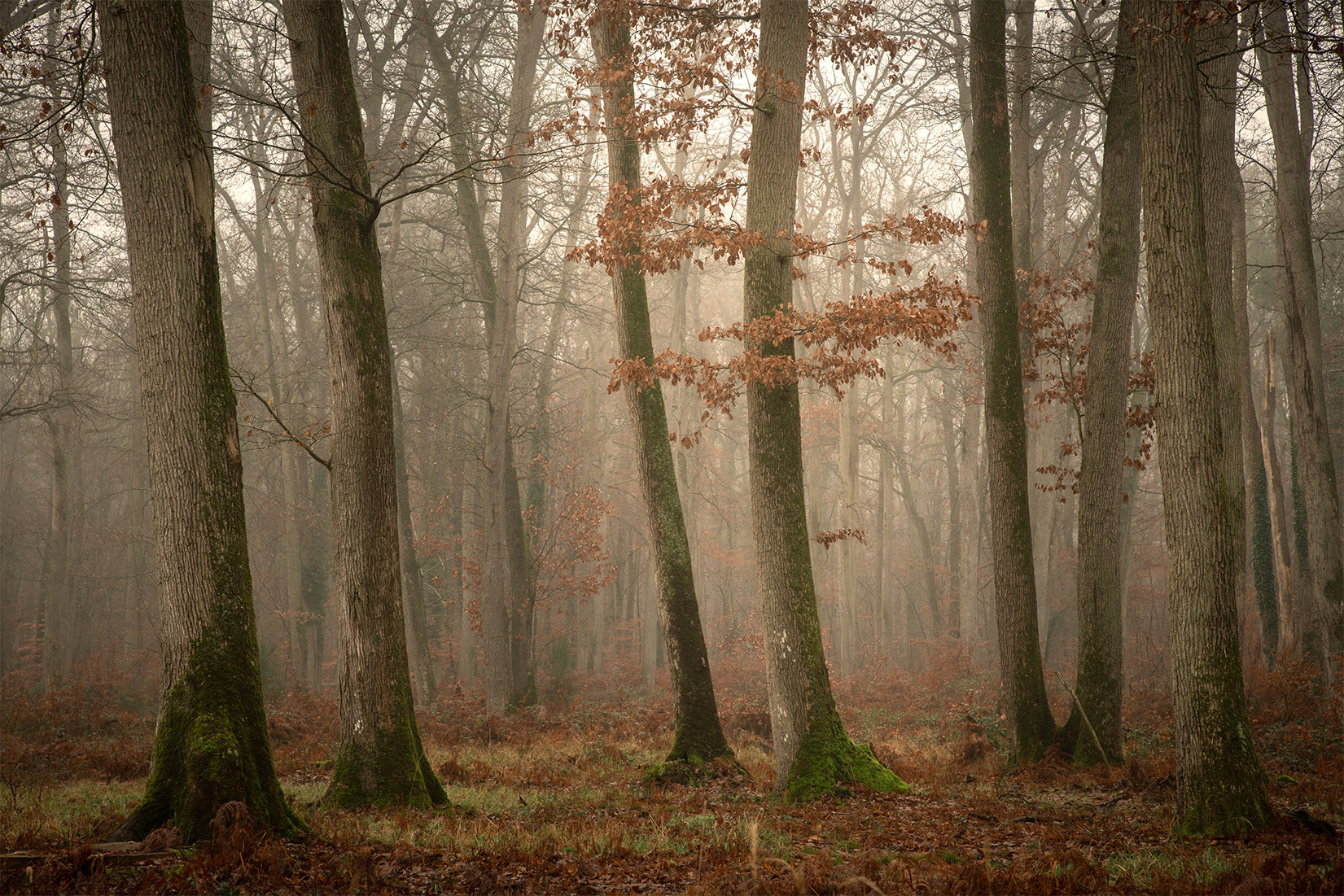 Forêt de Fontainebleau