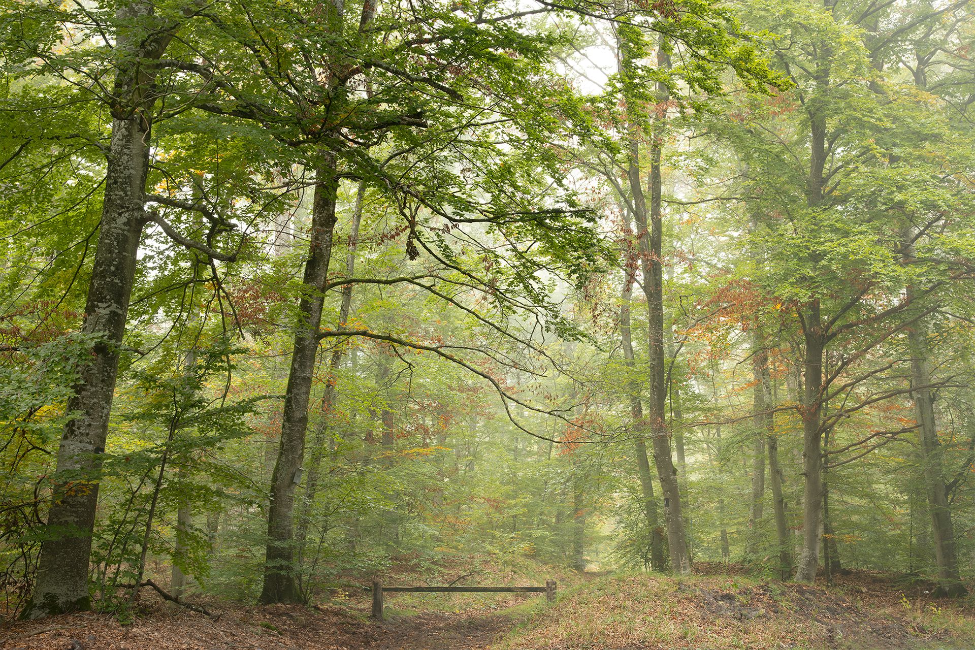 Forêt de Fontainebleau