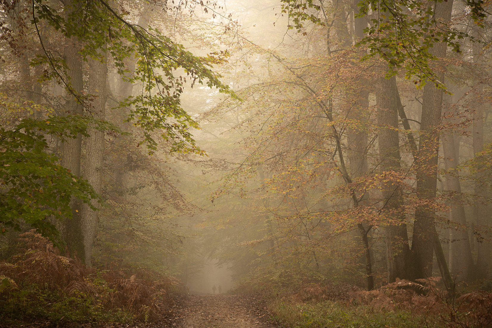 Forêt de Fontainebleau