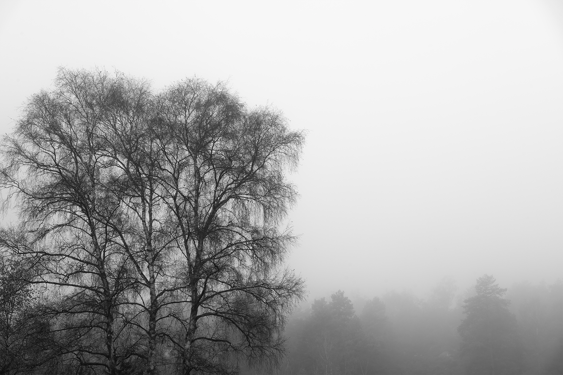 Forêt de Fontainebleau