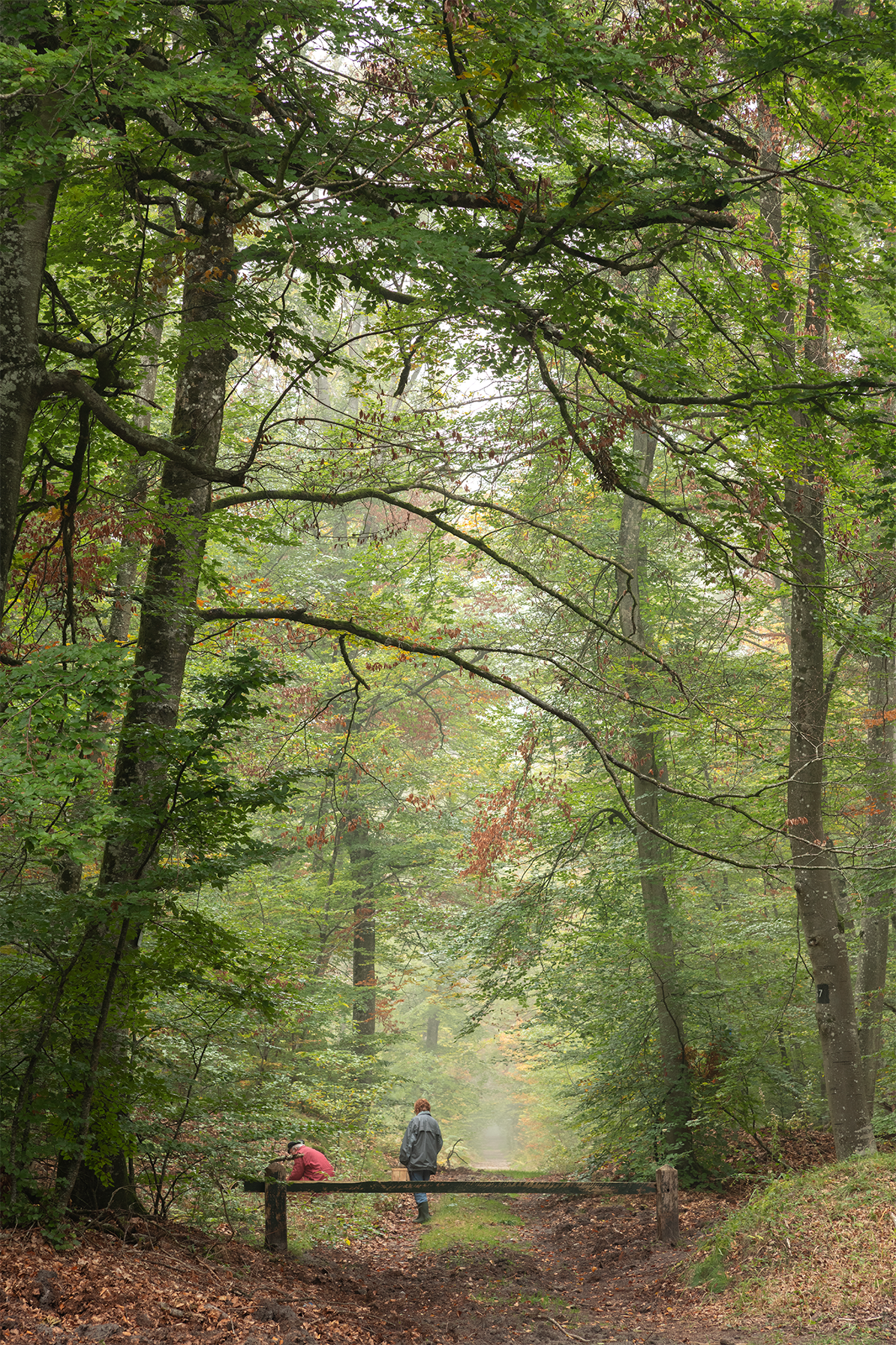 Forêt de Fontainebleau
