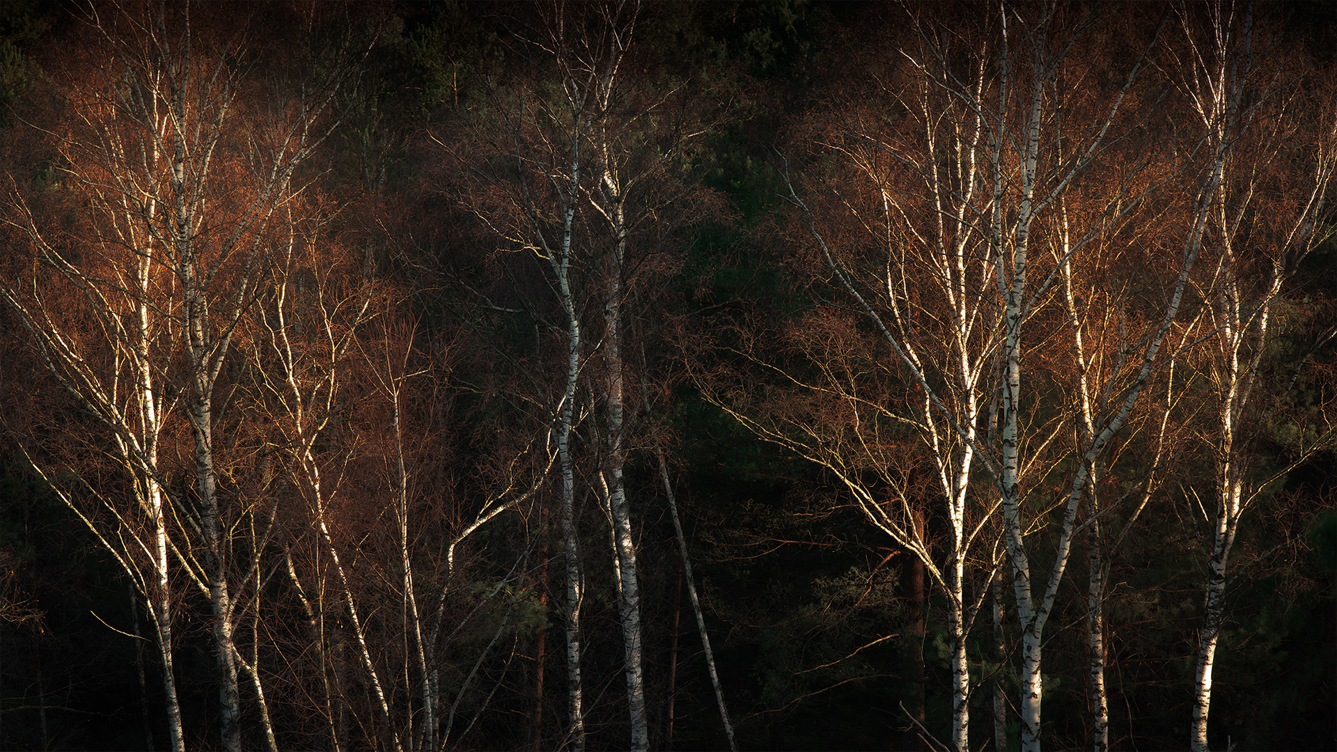 Forêt de Fontainebleau