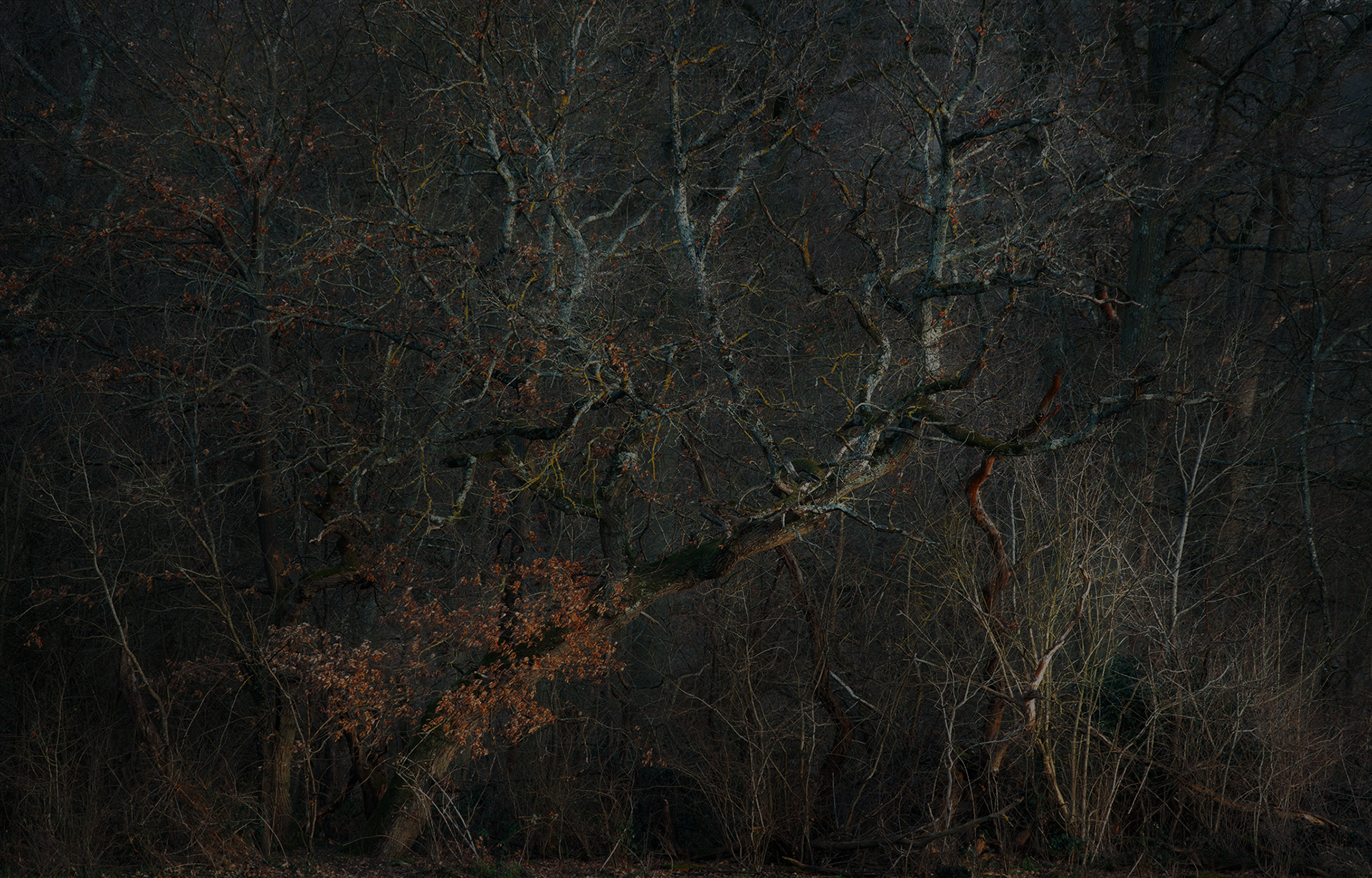 Forêt de Fontainebleau