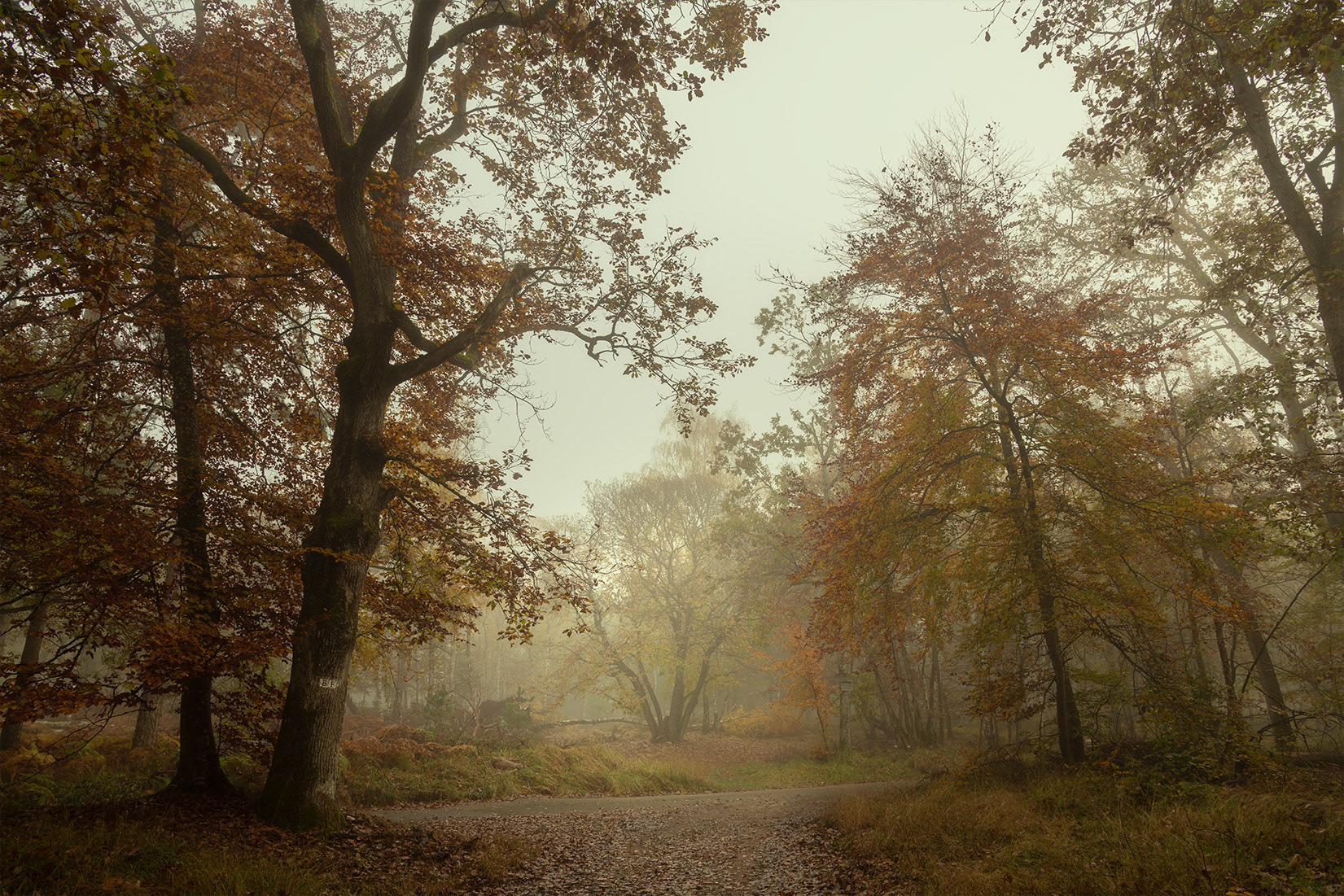 Forêt de Fontainebleau