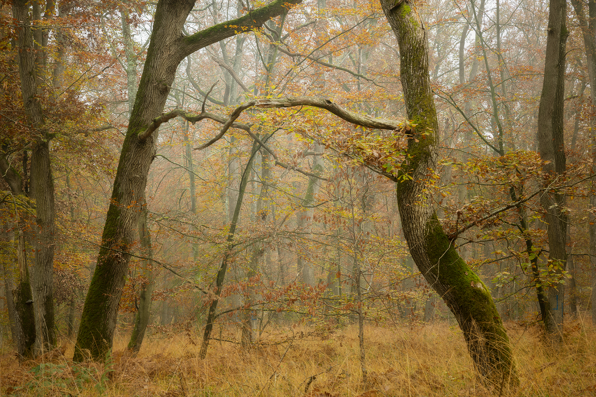 Forêt de Fontainebleau