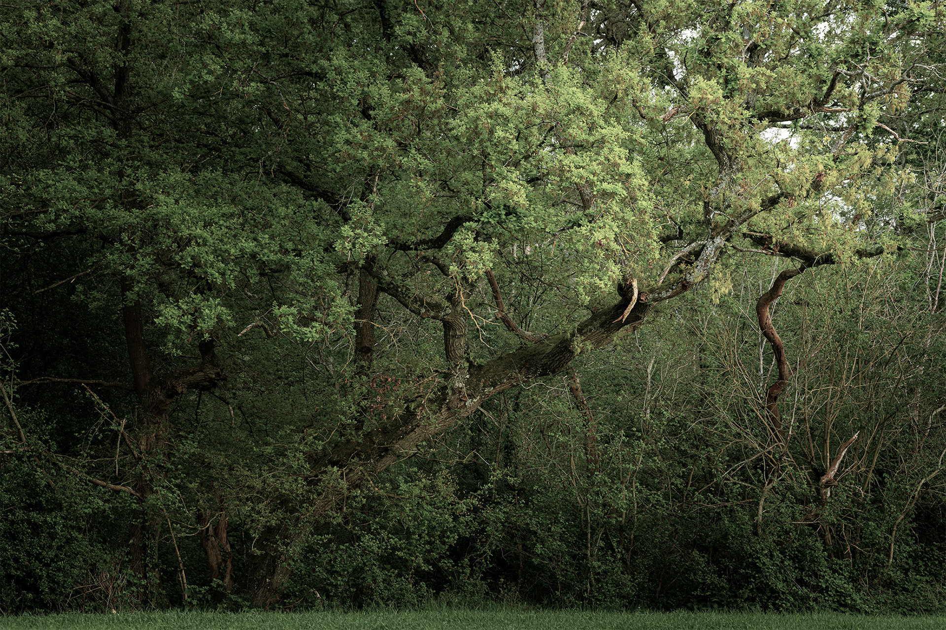 Forêt de Fontainebleau