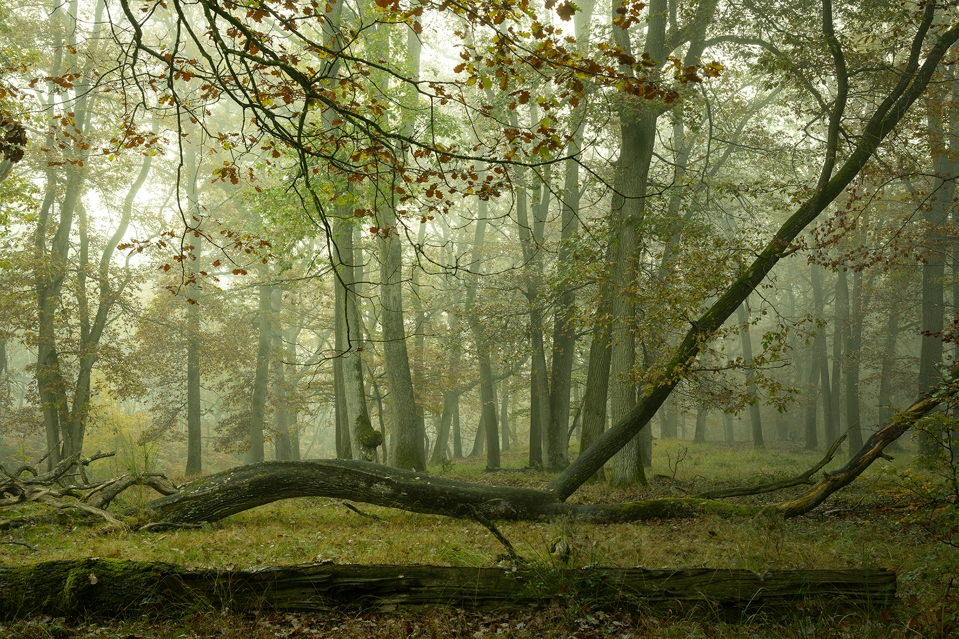 Forêt de Fontainebleau
