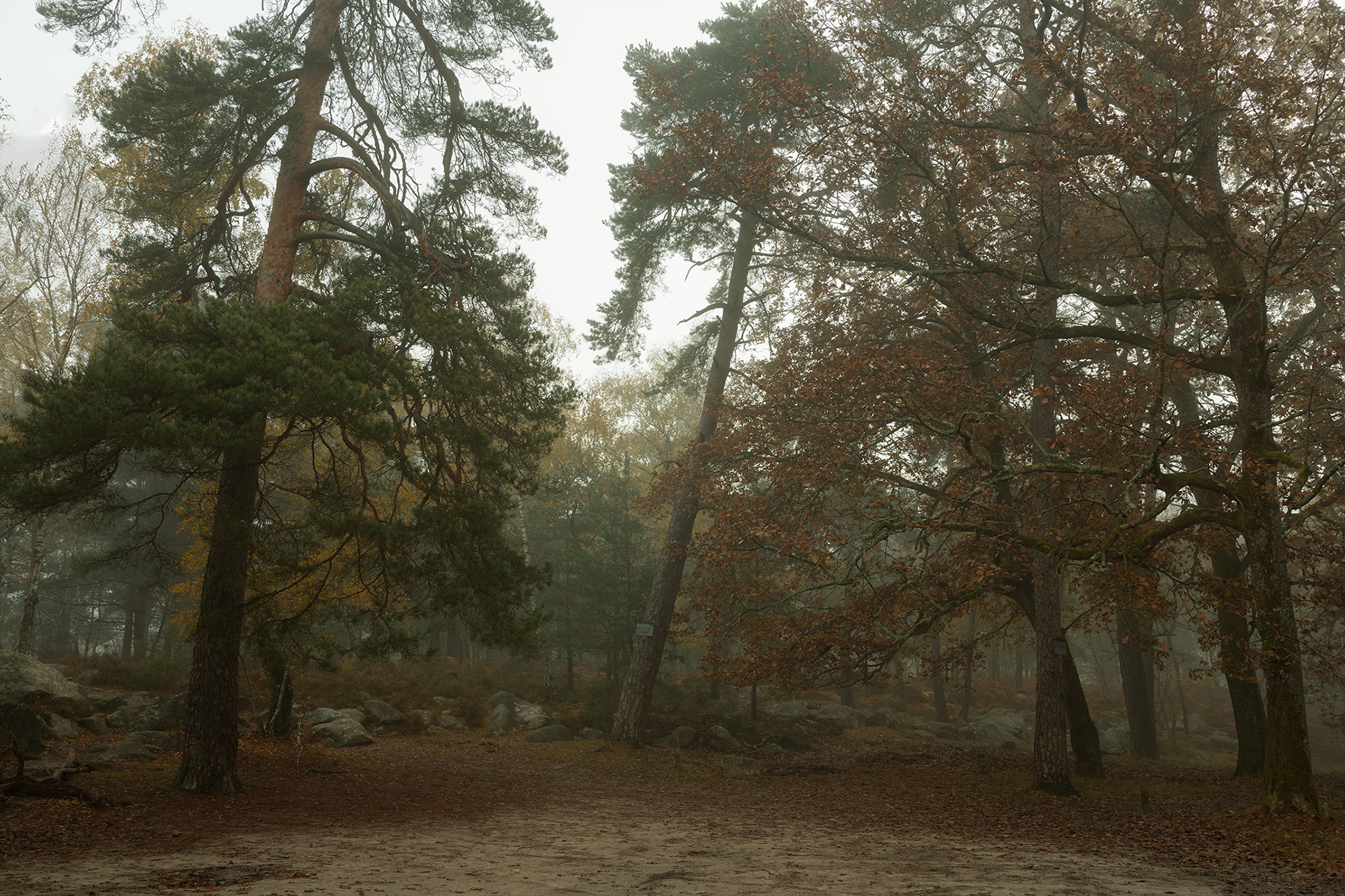 Forêt de Fontainebleau