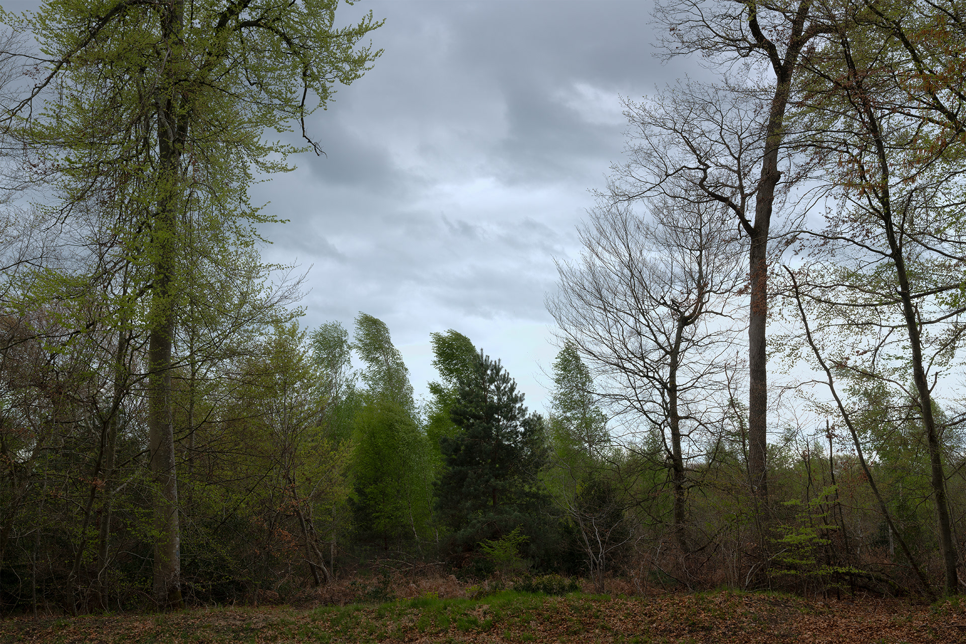 Forêt de Fontainebleau