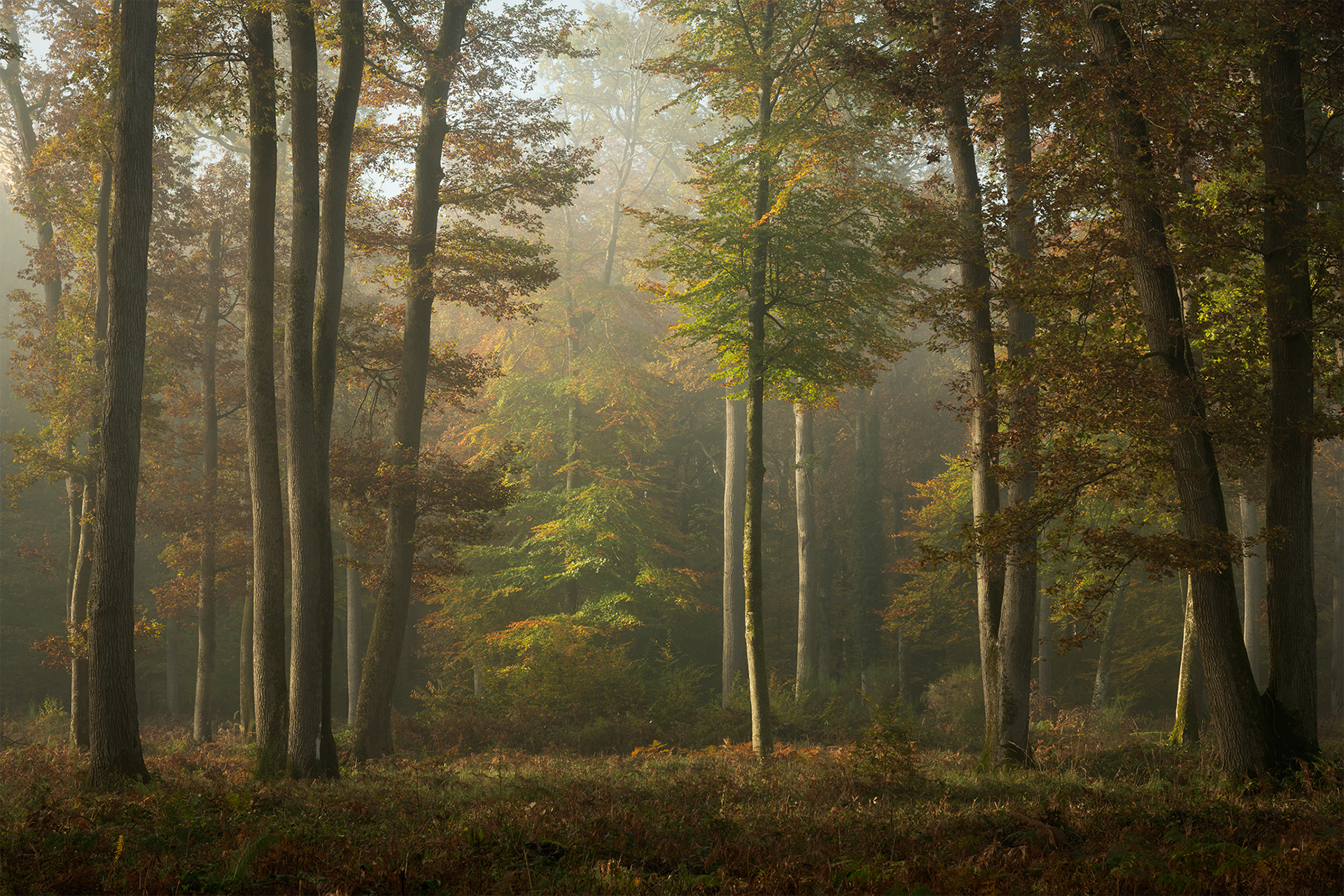 Forêt de Fontainebleau