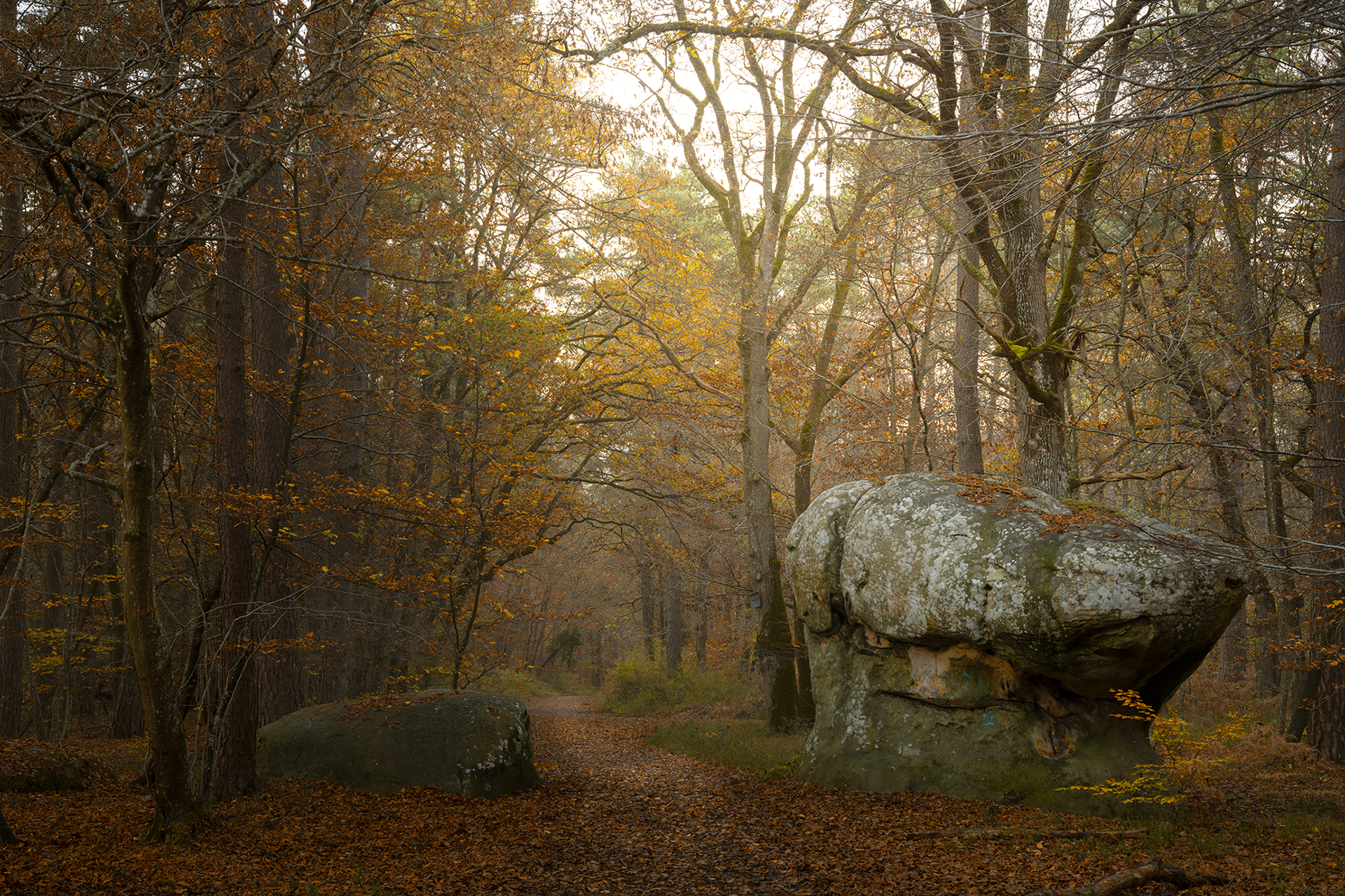 Forêt de Fontainebleau