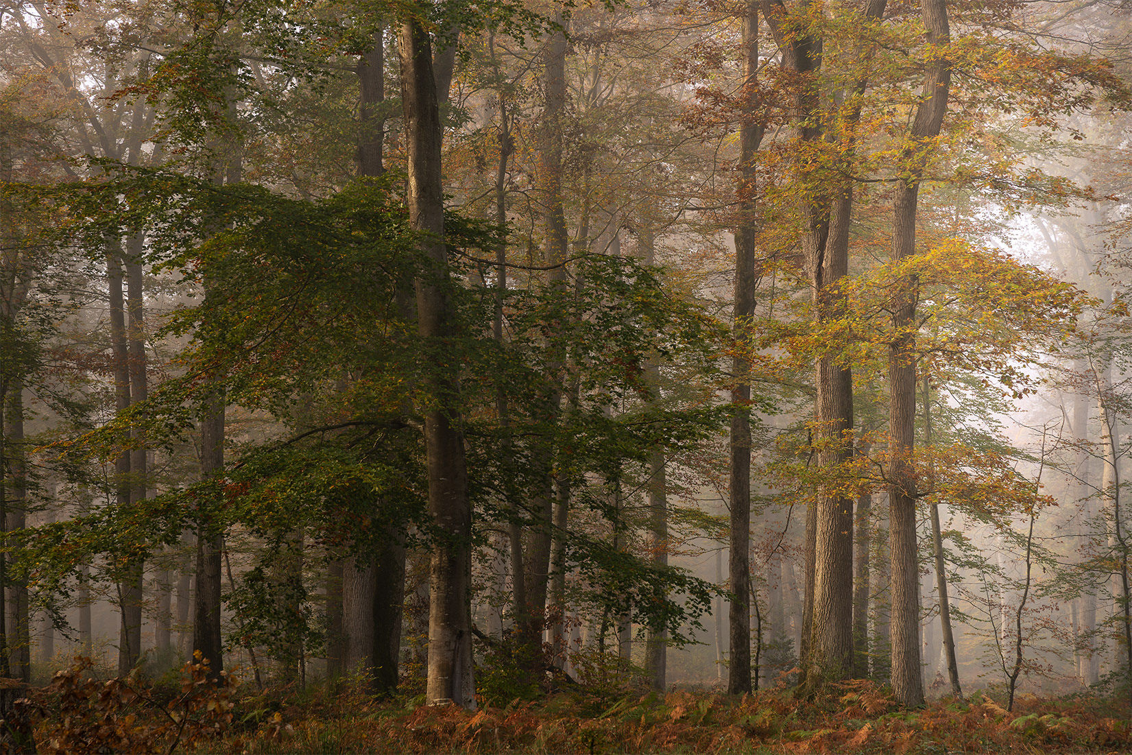 Forêt de Fontainebleau