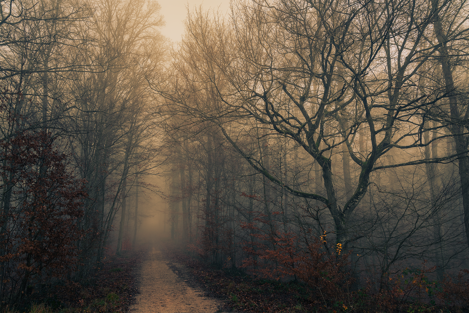 Forêt de Fontainebleau