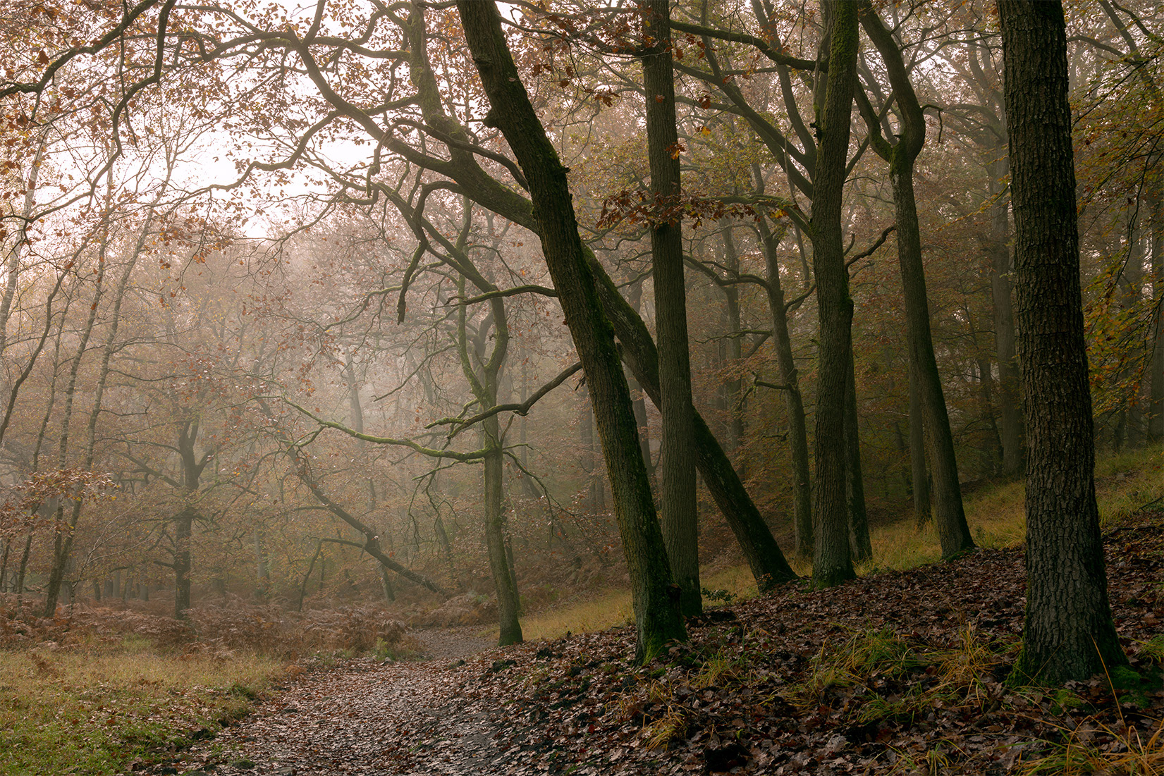 Forêt de Fontainebleau