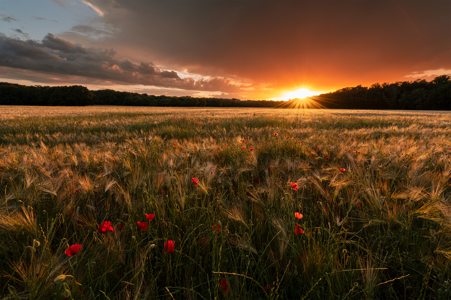 Coucher de soleil sur la forêt de Fontainebleau