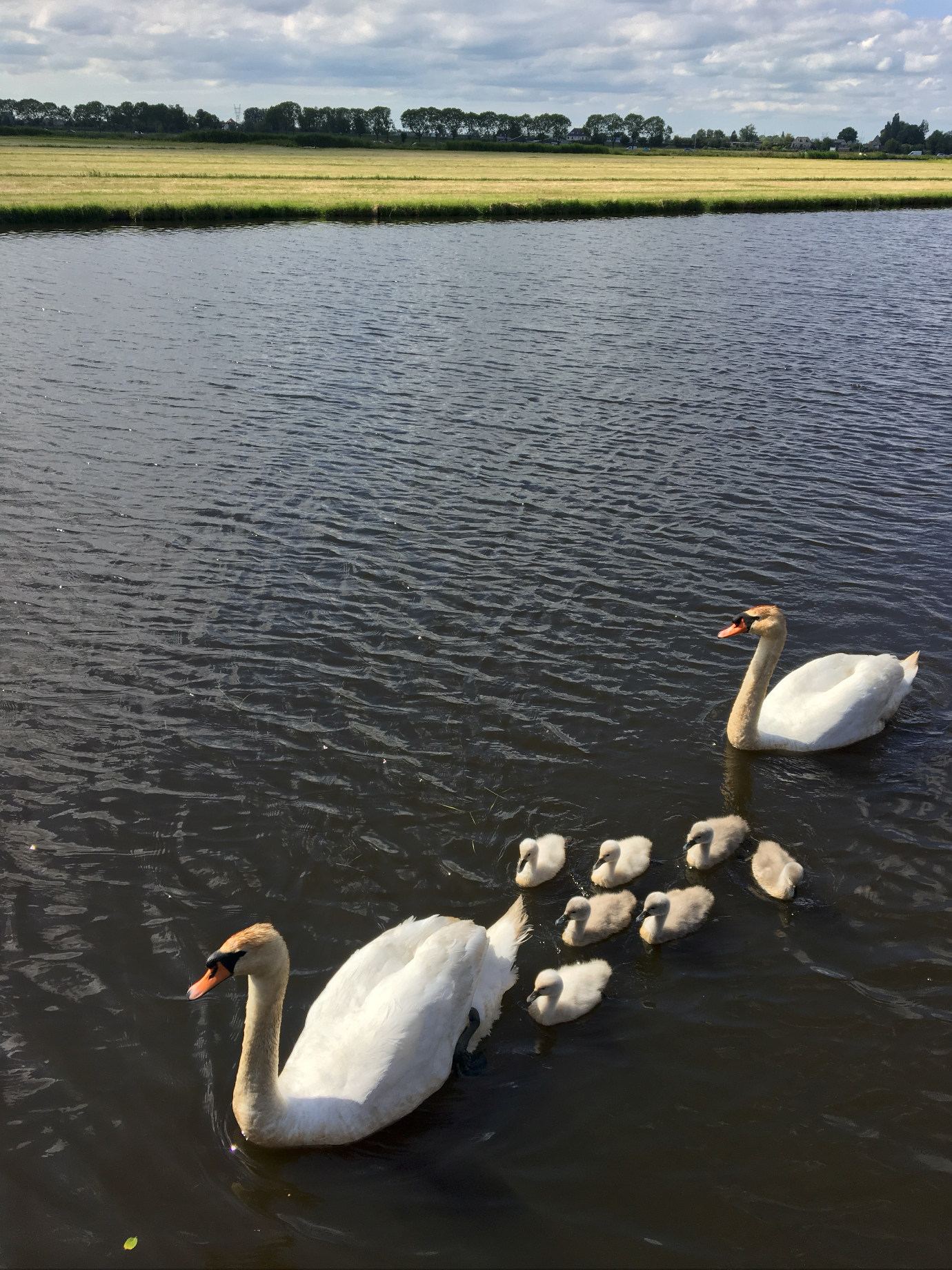 Swans, ducks and many other birds come by