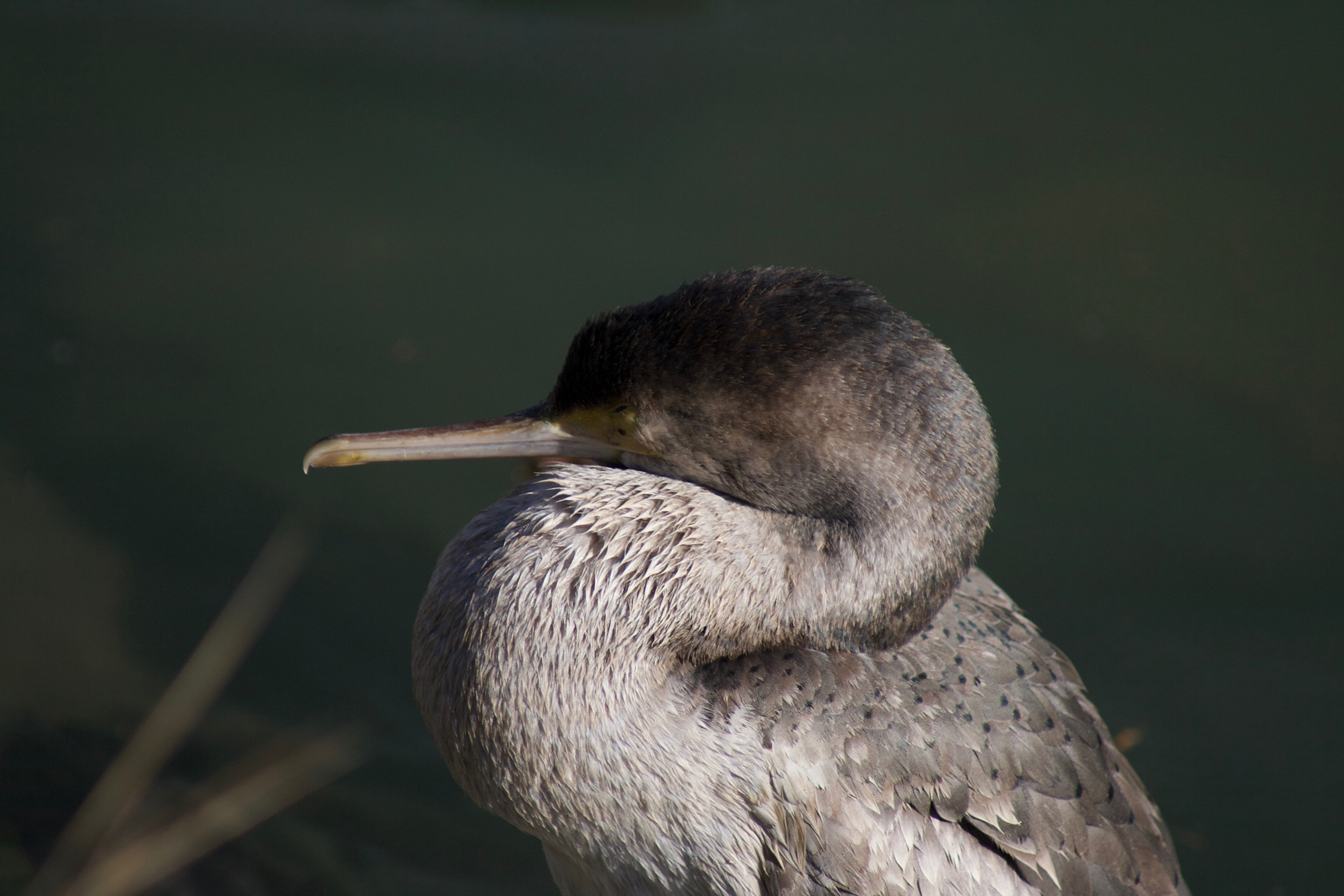 Spotted shag