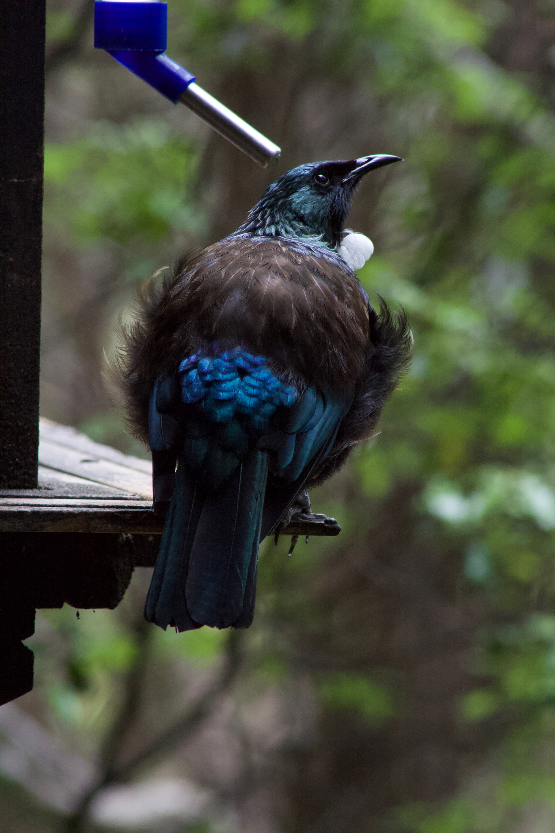 Tūī at Orokonui Ecosanctuary