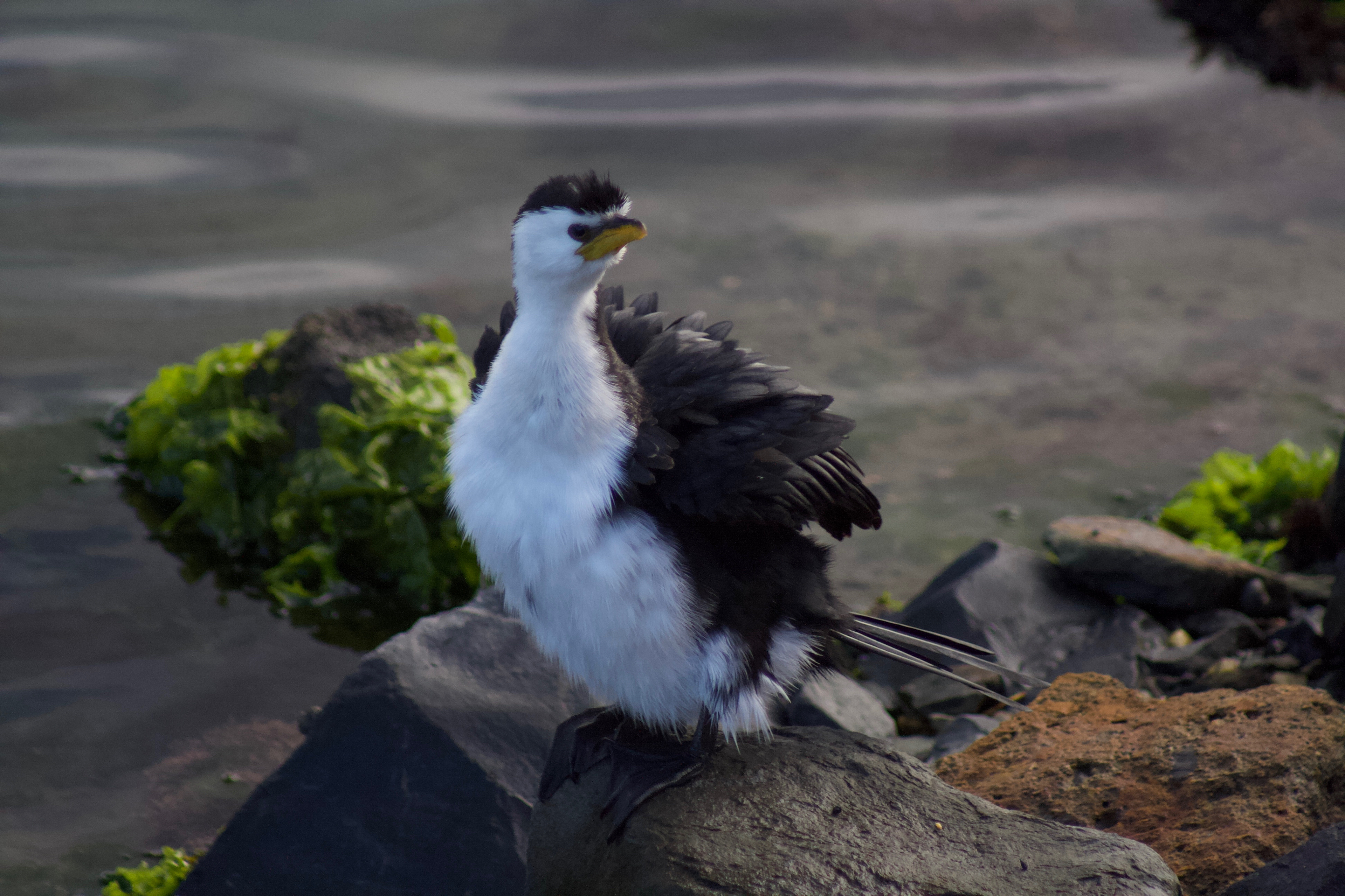 Little shag